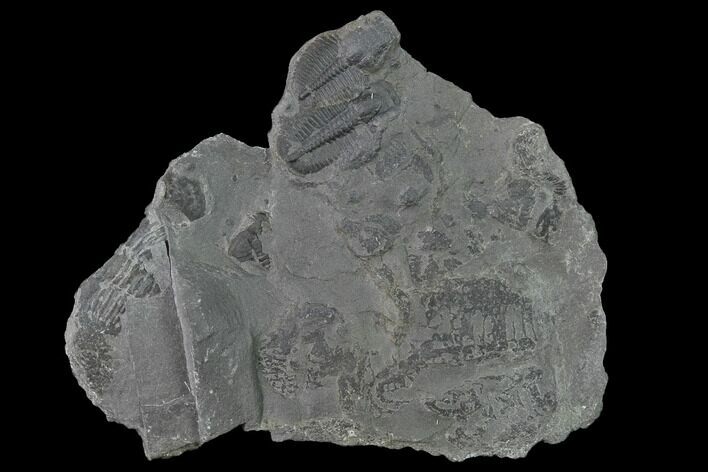 Elrathia Trilobite Molt Fossil - House Range - Utah #139697